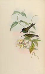 Heliodoxa Leadbeateri